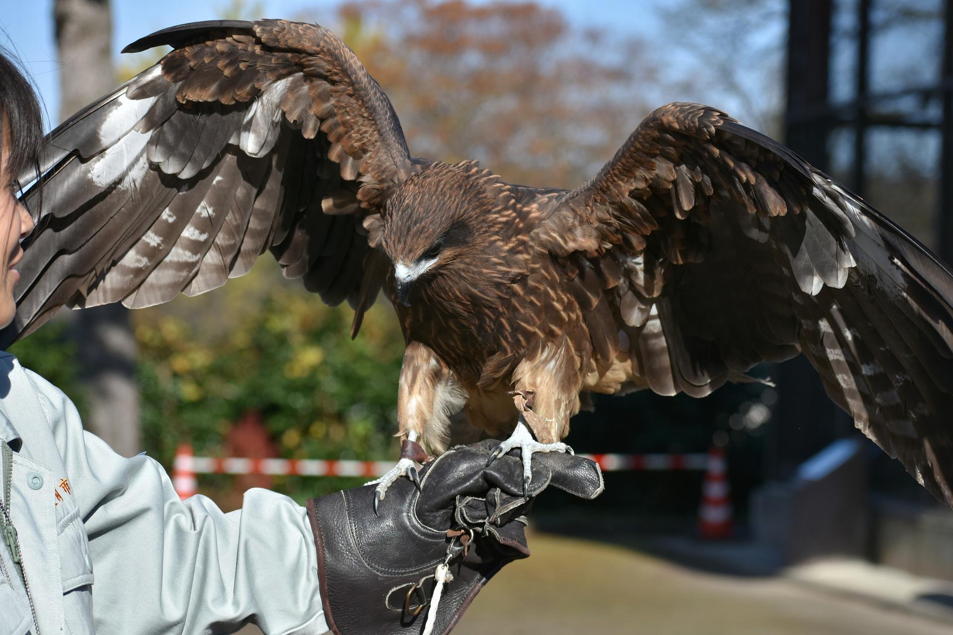 Is Falconry A Job? - Falconry Advice