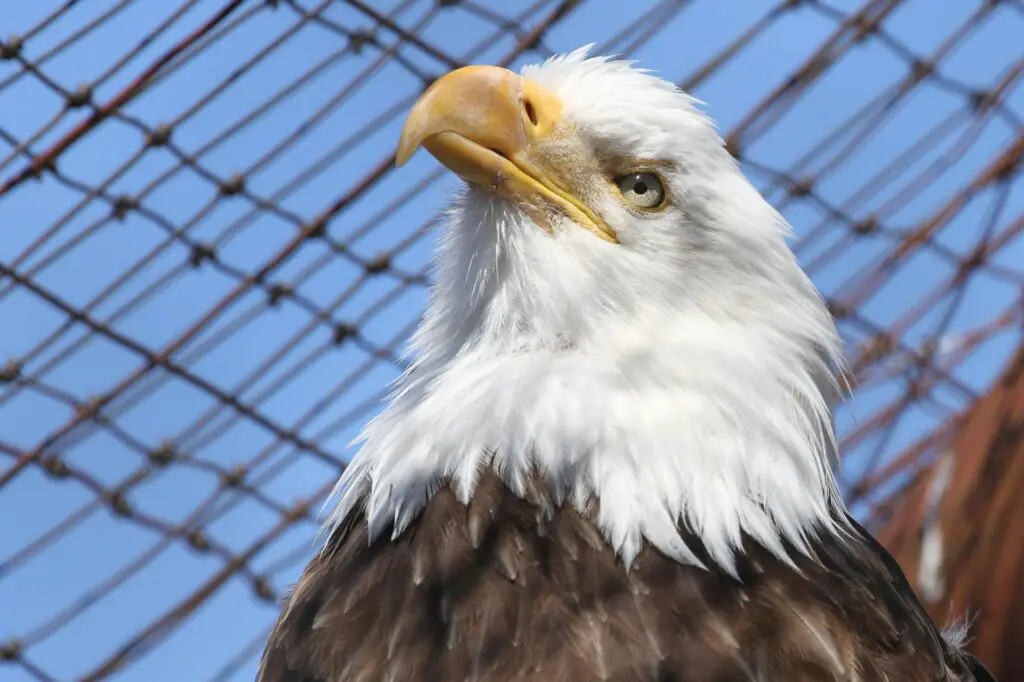 Bald Eagle in cage