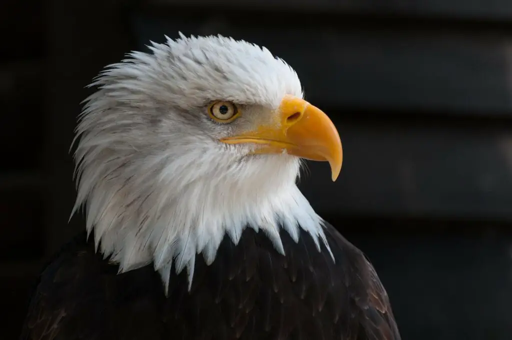 Bald Eagle Up Close