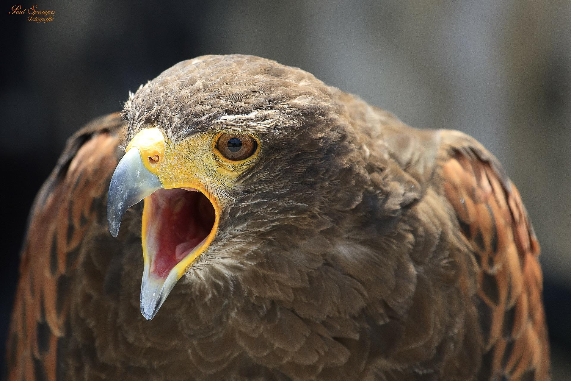 Harris Hawk Vs Golden Eagle - Falconry Advice