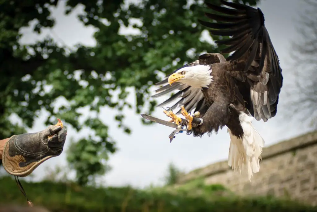Bald eagle flying to falconer