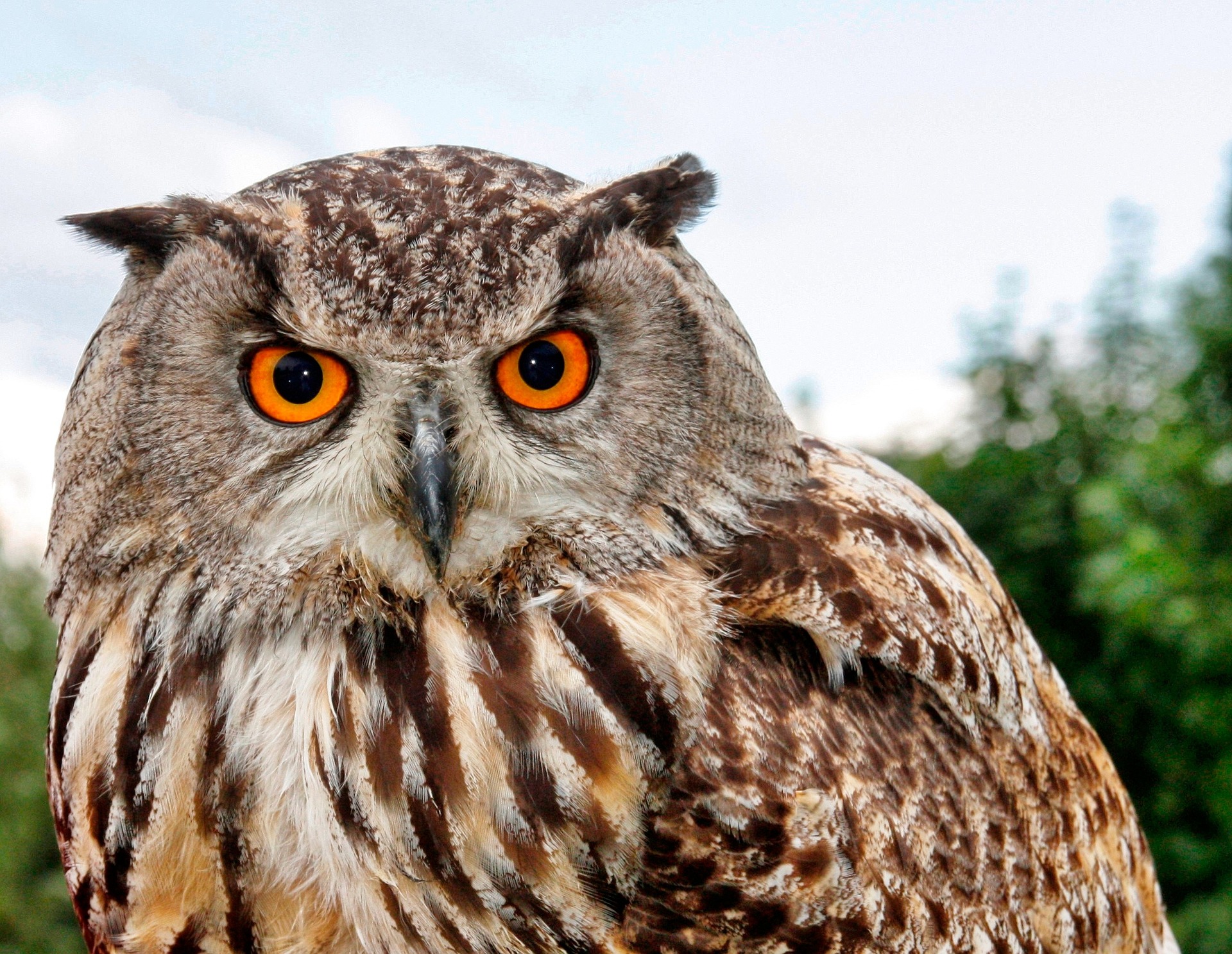 Eagle Owl close-up, focusing on its large orange eyes and feathered face.