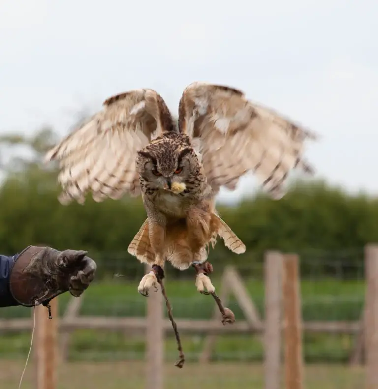 What Is Yarak In Falconry Falconry Advice