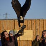 Bald Eagle with falconer using falconry vest