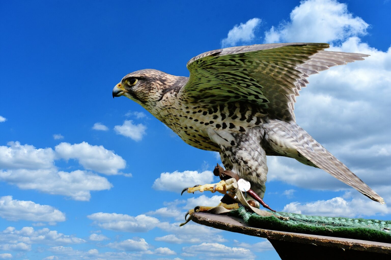 How Much Does A Falcon Cost For Falconry? Falconry Advice