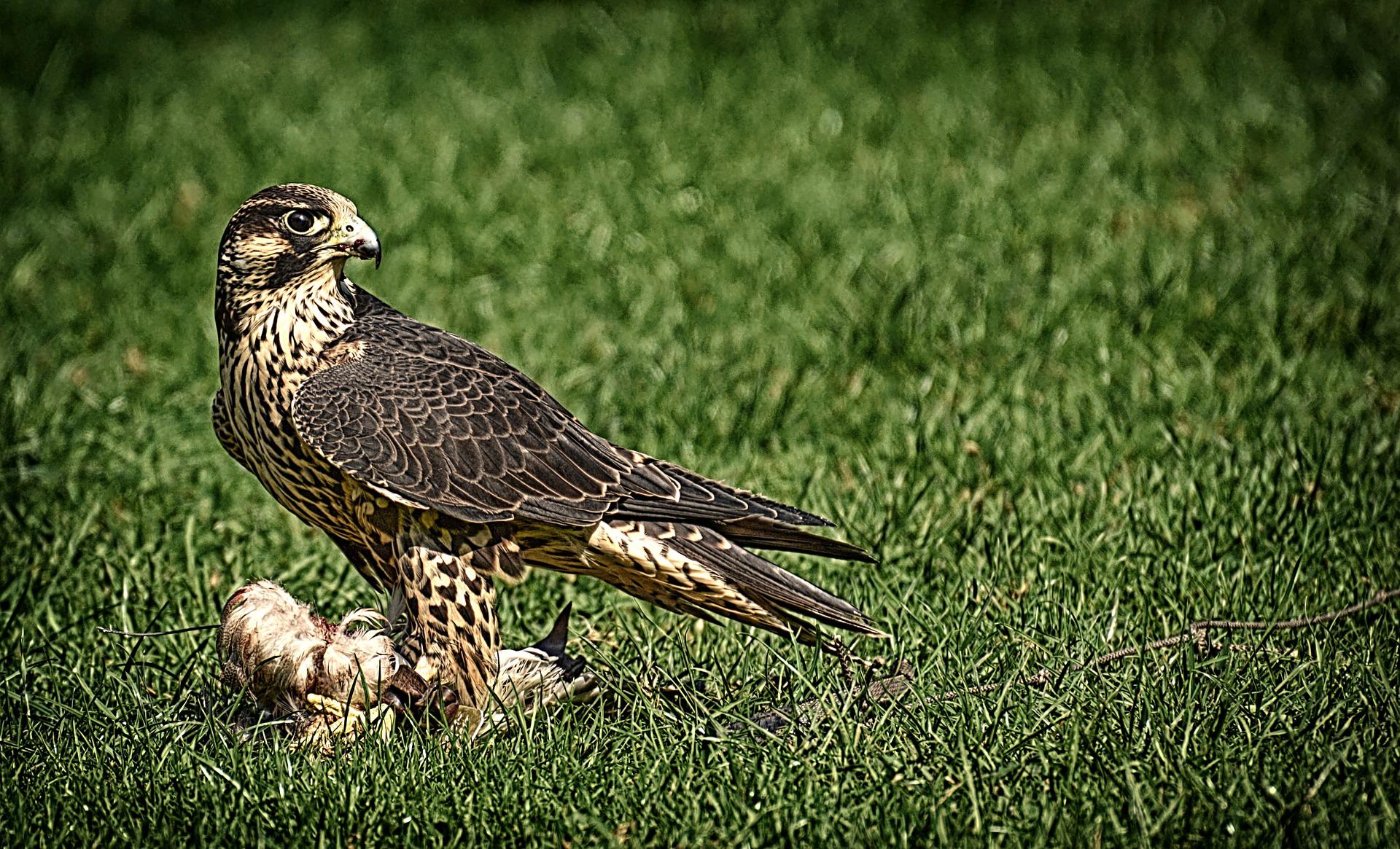 Falcon standing on green grass, holding prey with its talons.
