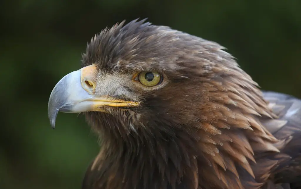 Golden Eagle face