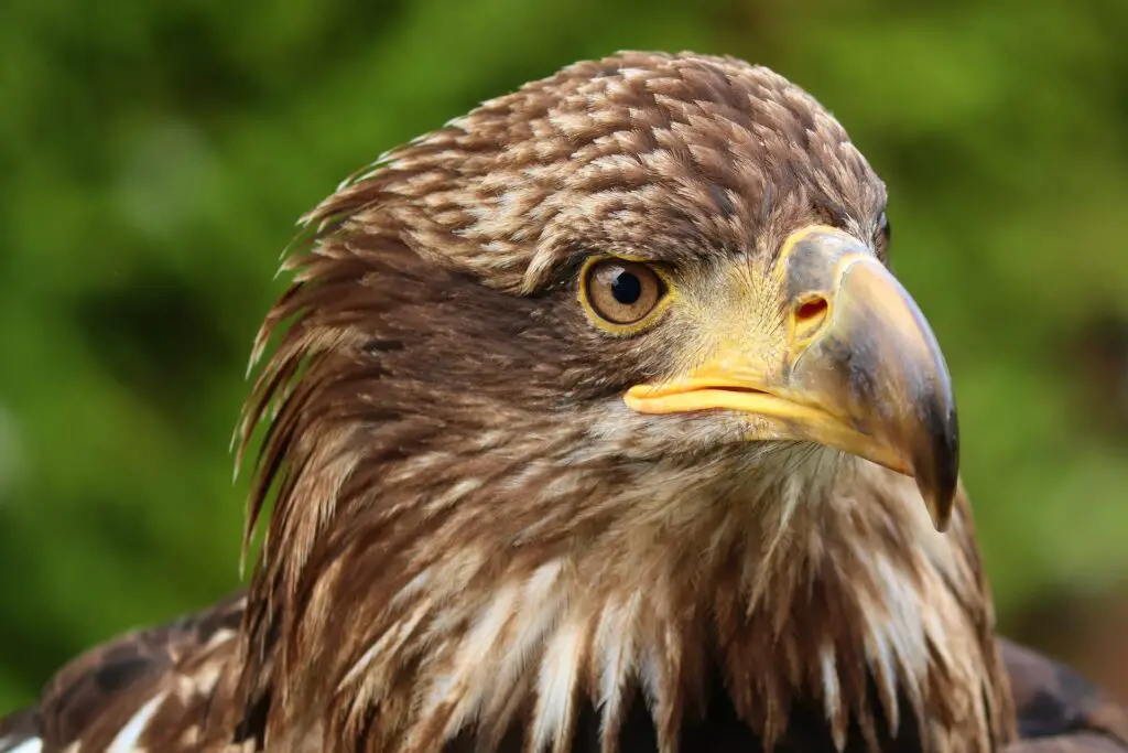 Golden Eagle up close