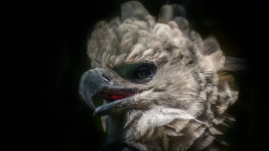 Harpy Eagle