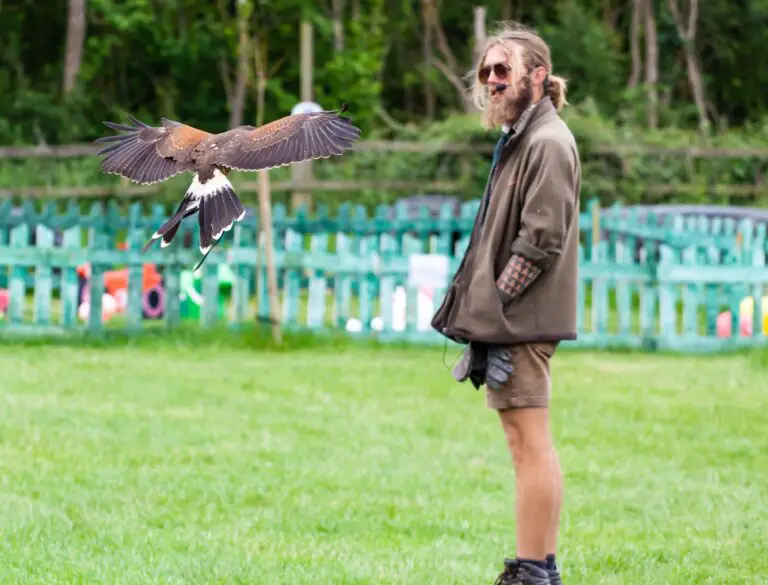 Getting Started In Falconry A StepbyStep Guide Falconry Advice