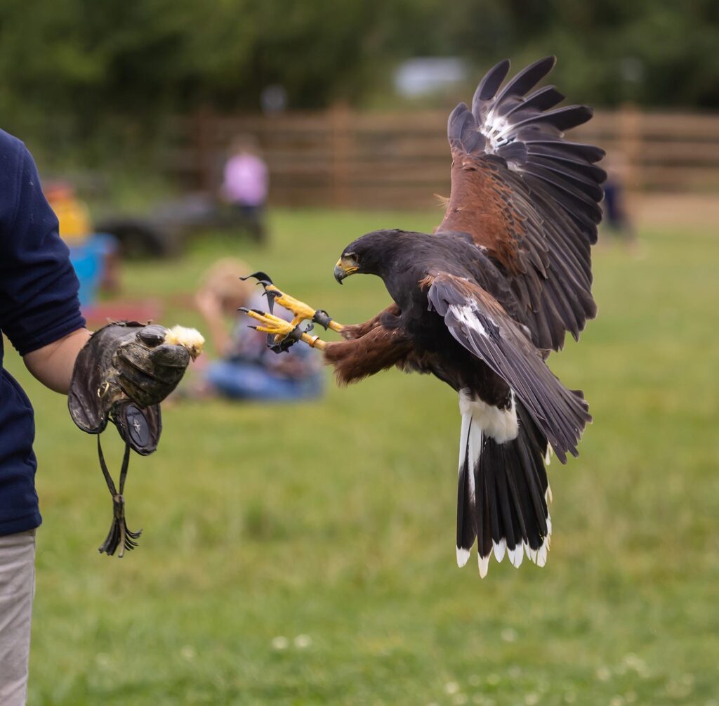 History of Harris Hawks - Falconry Advice