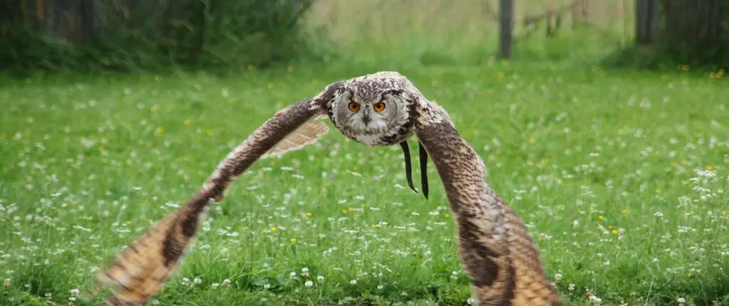 Owl in falconry
