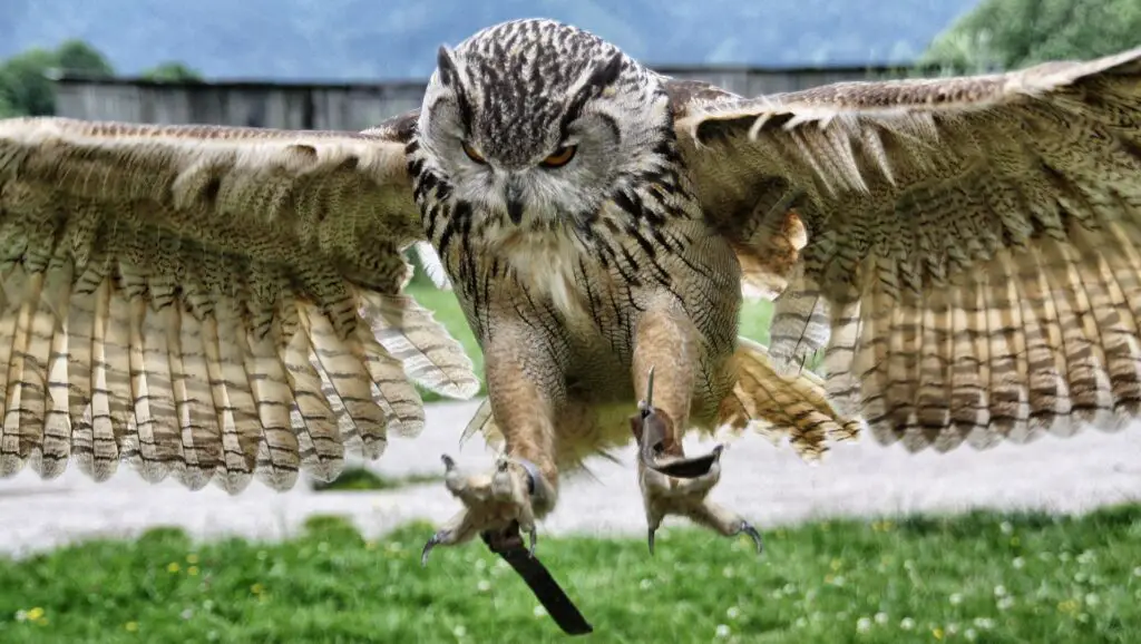 Owl Hunting