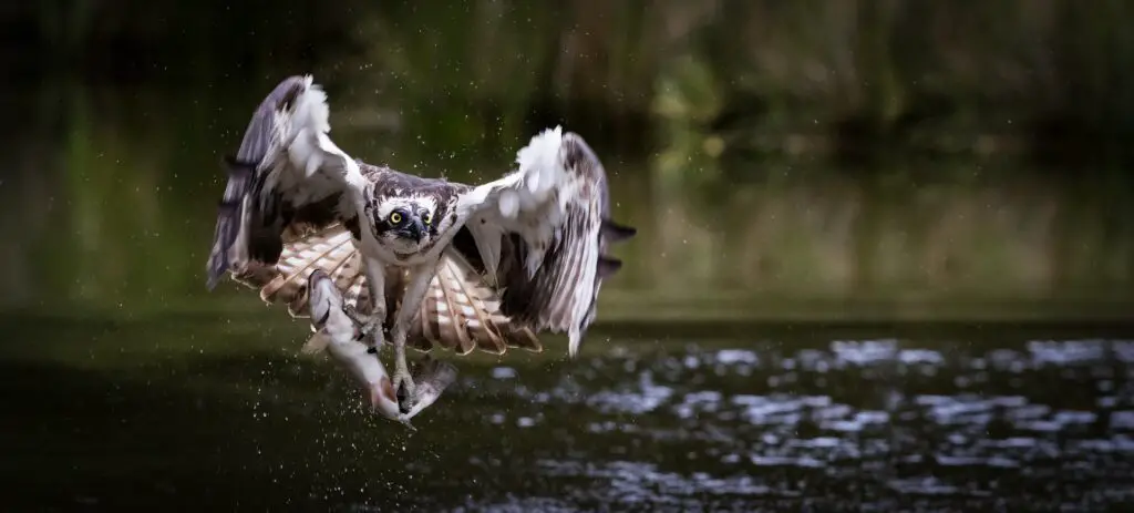 Osprey fish catch