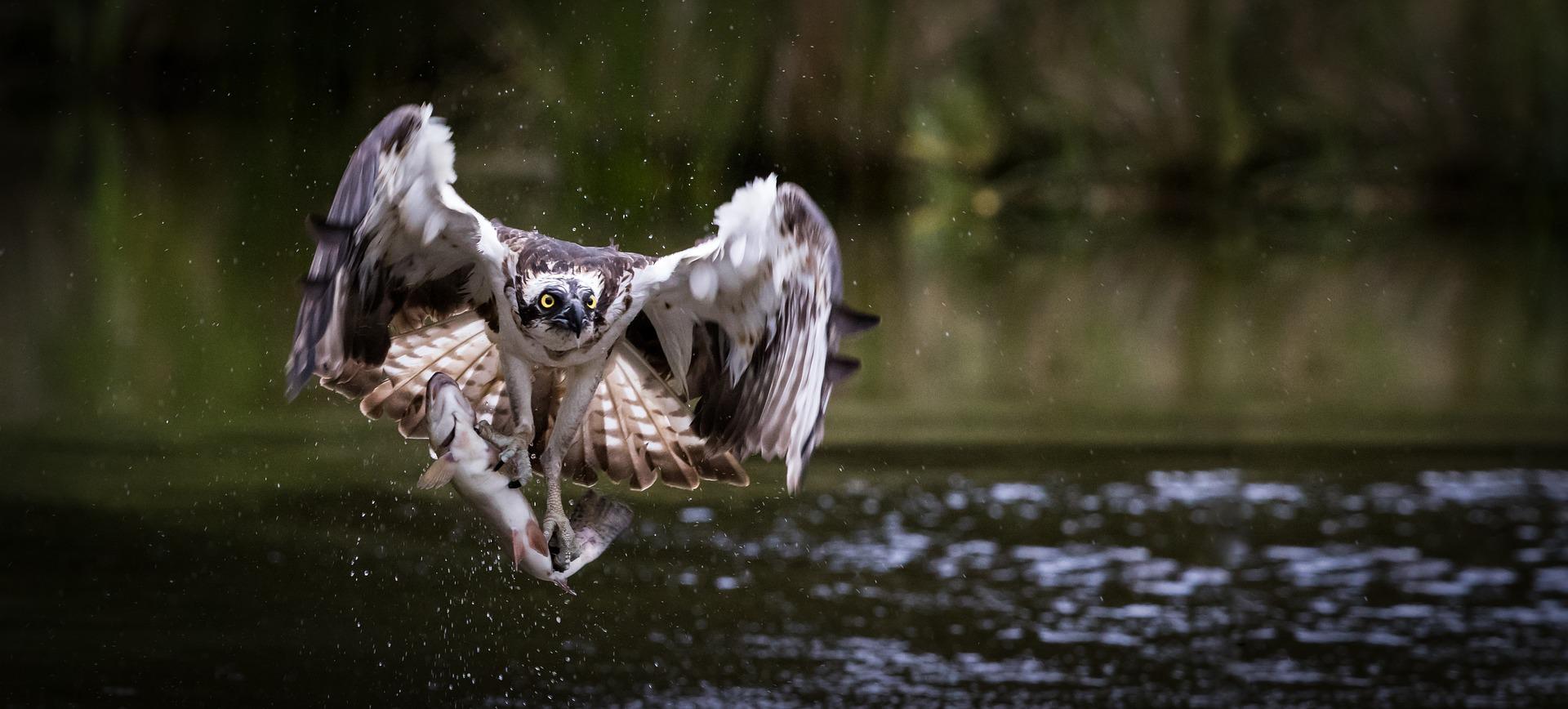 Osprey catching a fish from the water of a river or dam