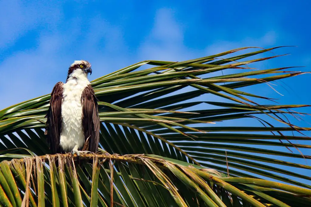Osprey on tree