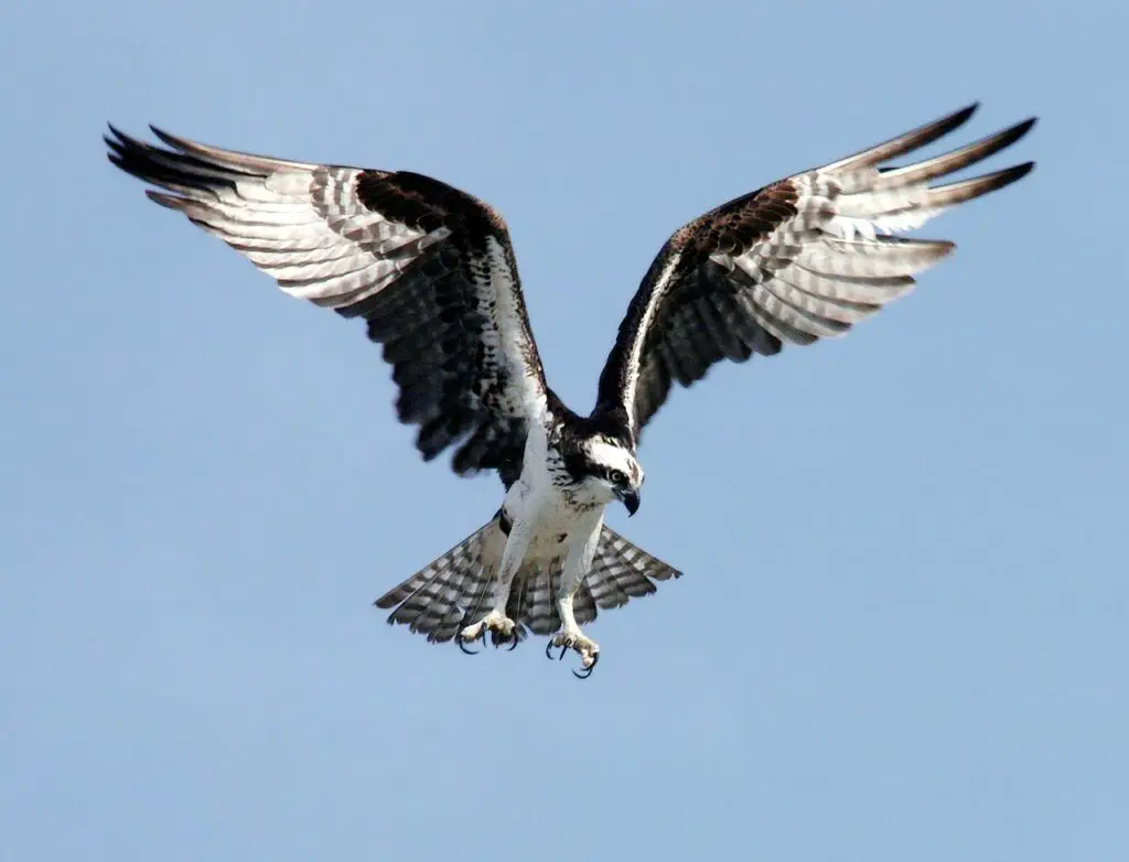 Osprey flying