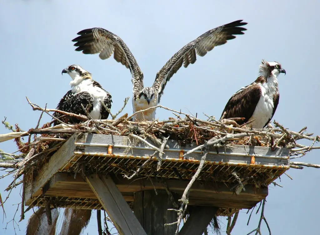 Osprey on Perch