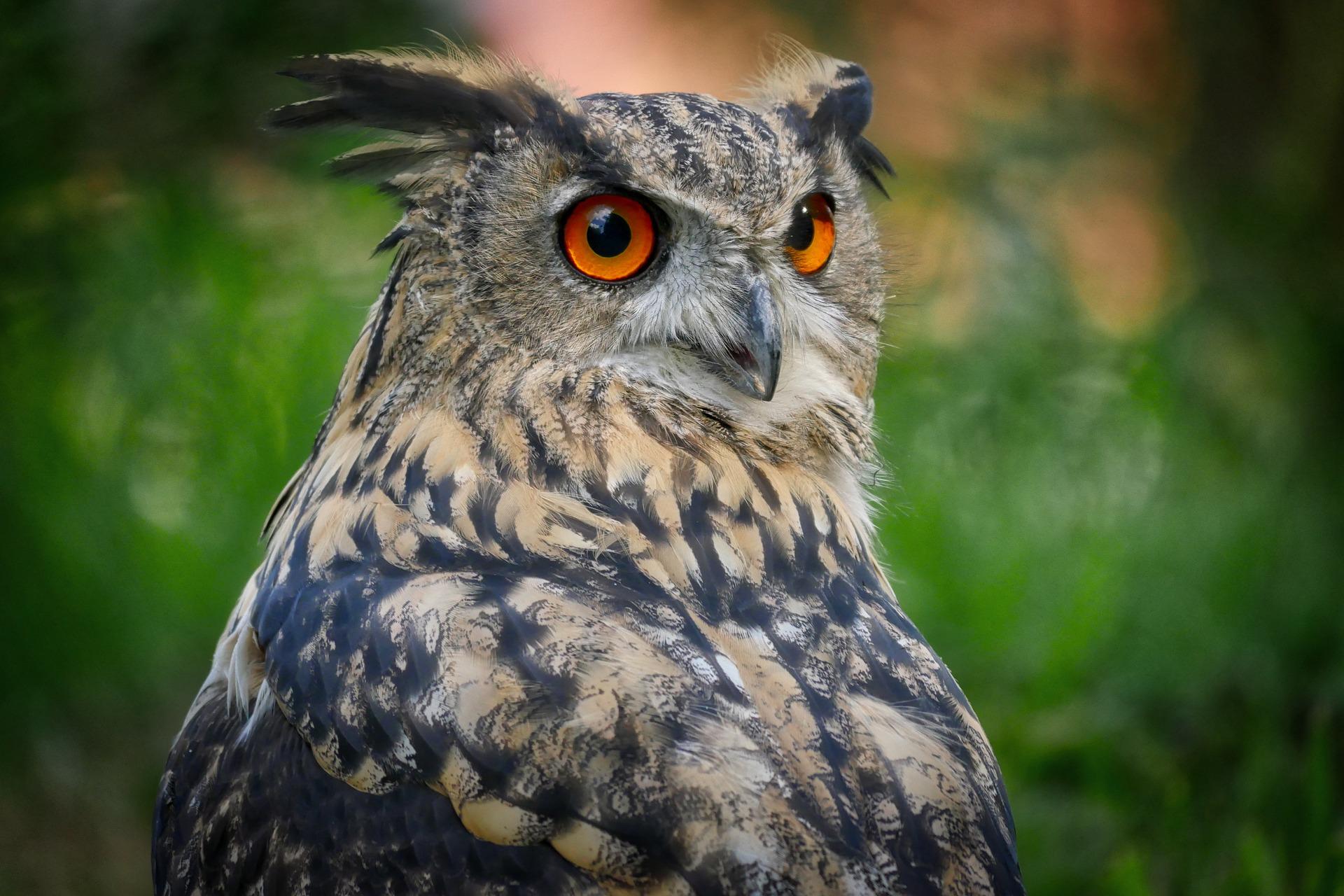 Can falconers have owls? - Falconry Advice