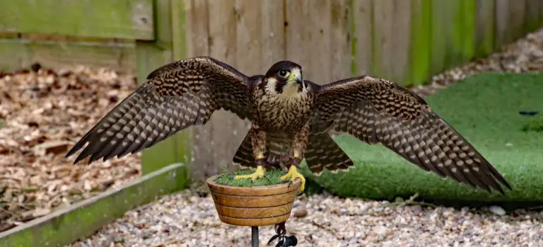 How Do Peregrine Falcons Kill Their Prey Falconry Advice