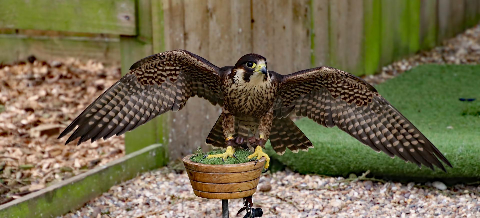 How Do Peregrine Falcons Kill Their Prey - Falconry Advice