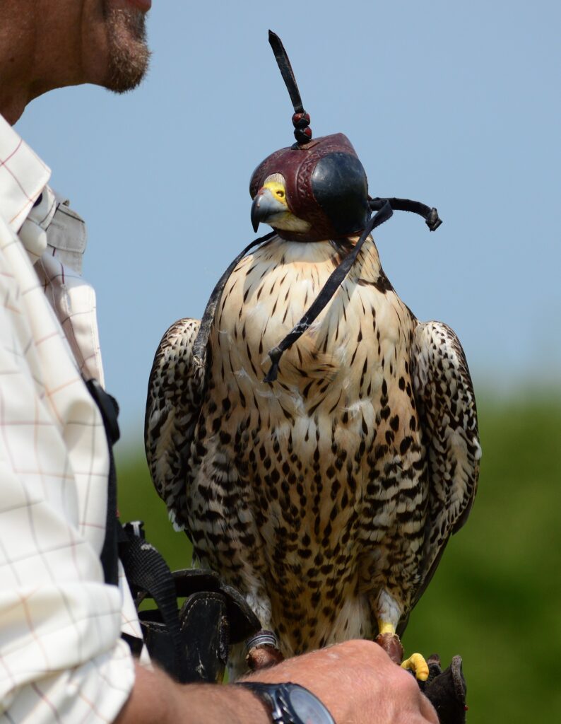 falcon with blinders