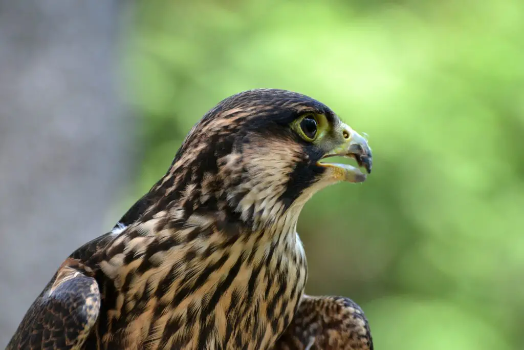Peregrine falcon