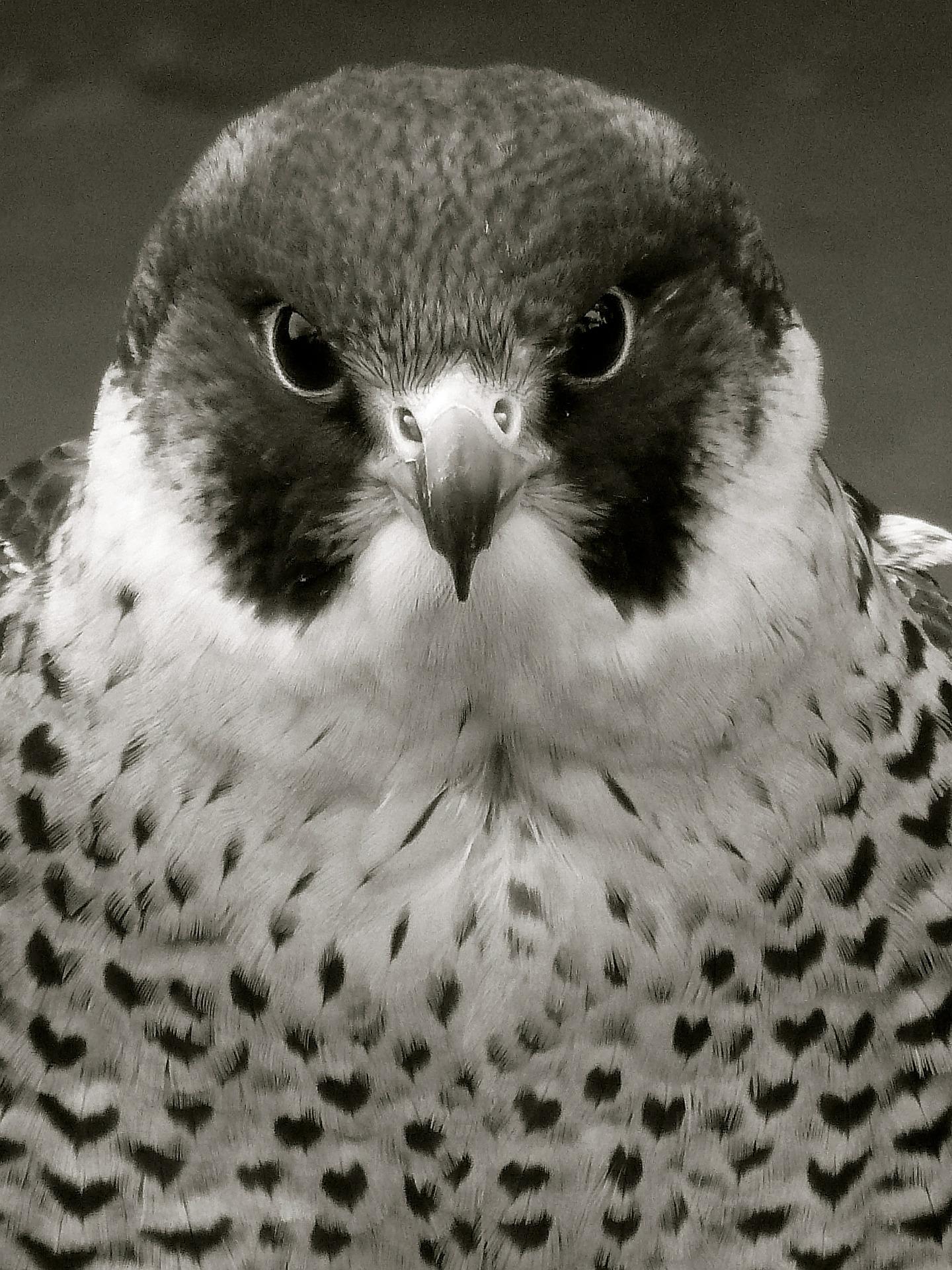 Do peregrine falcons punch their prey? - Falconry Advice