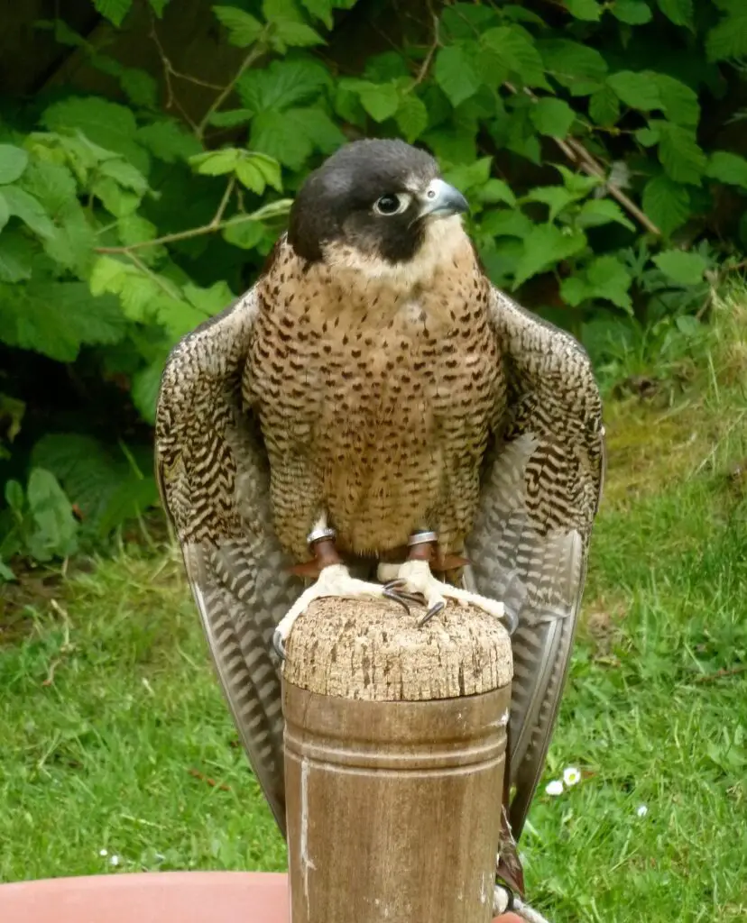 Lifespan of a Peregrine Falcon Used for Falconry - Falconry Advice