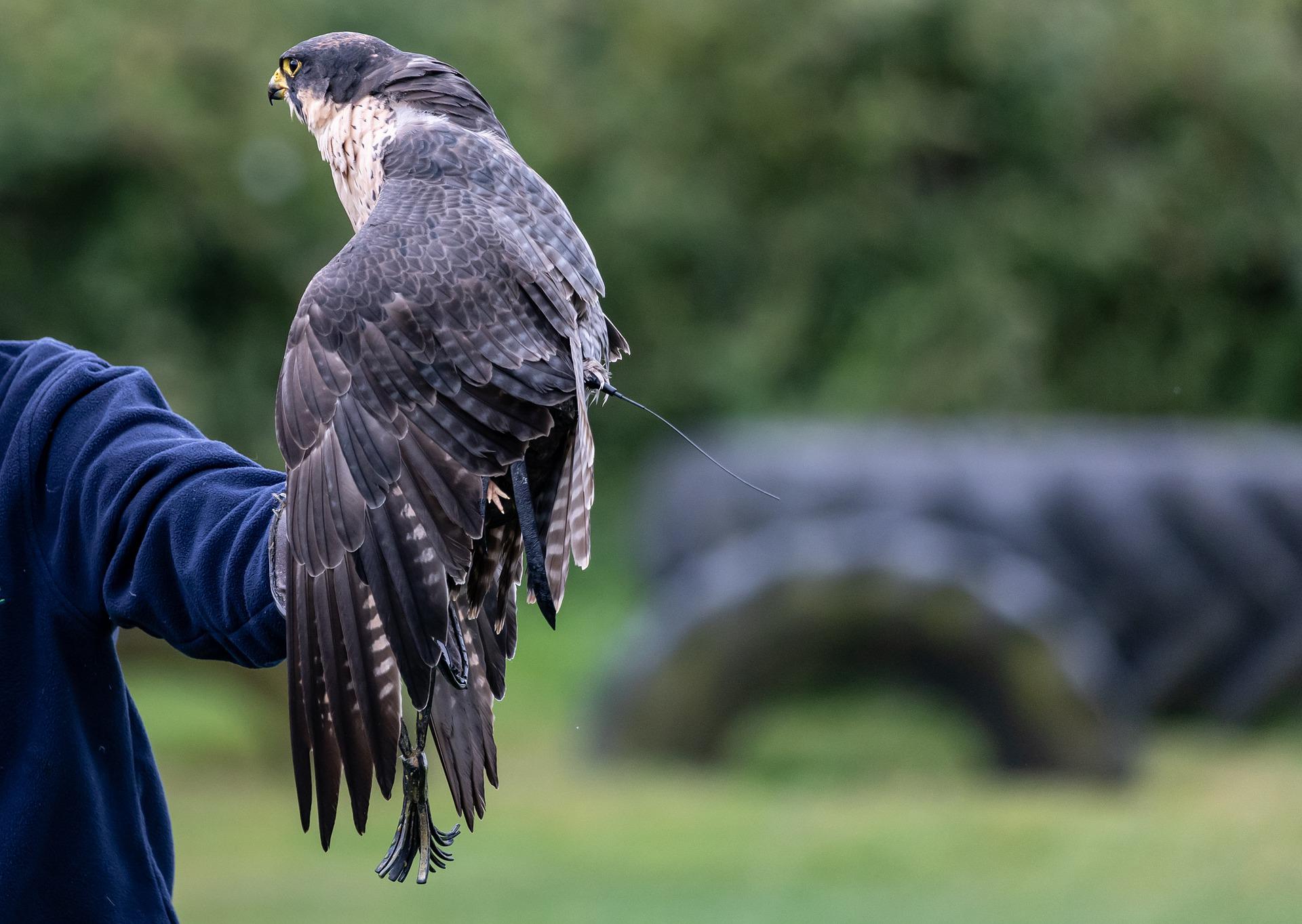 How Do Falconers Care for Their Molting Peregrine Falcon - Falconry Advice