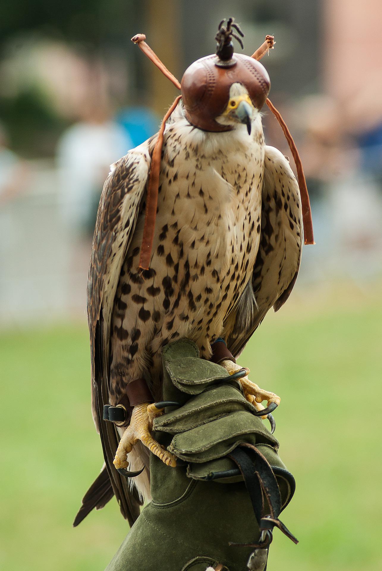 Why Do Trained Falcons Wear Blinders? - Falconry Advice