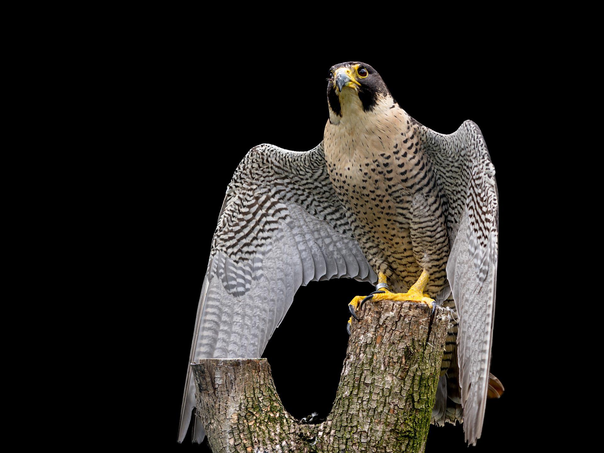 How Much Does A Peregrine Falcon Cost? Falconry Advice