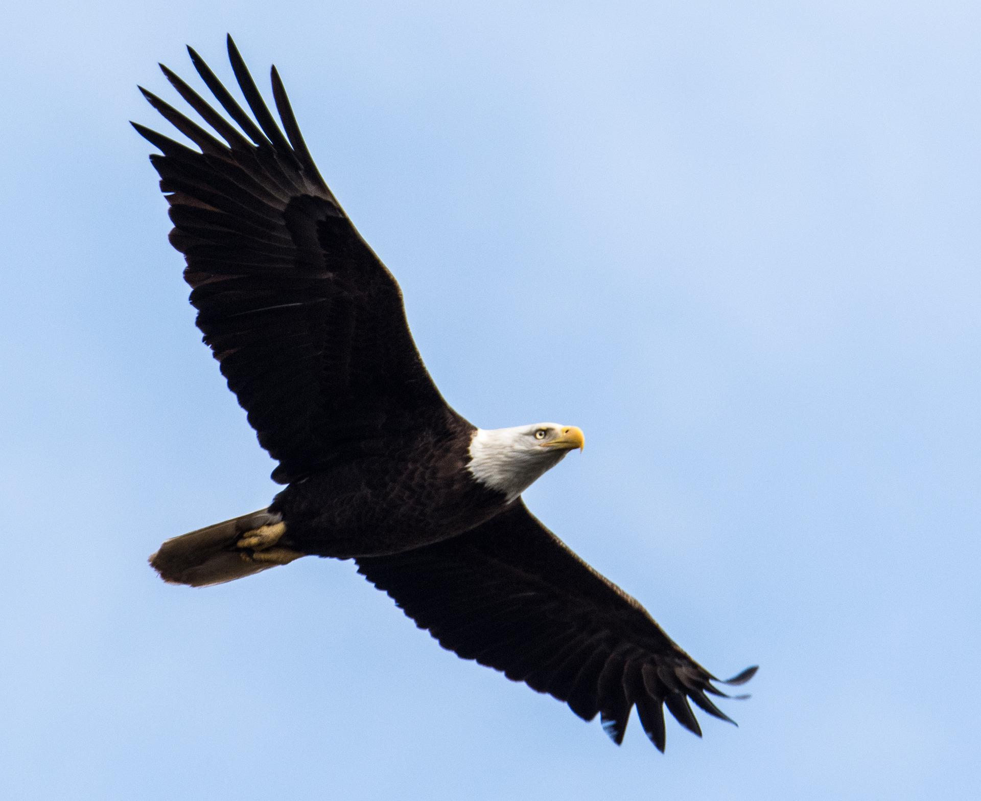 Bald eagle soaring in a clear blue sky, seen from below with its wings angled.