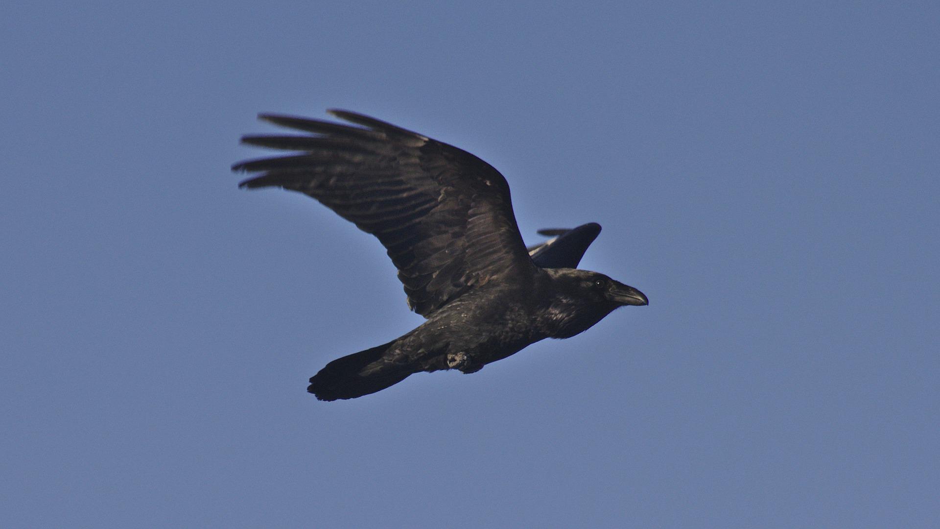 Raven flying