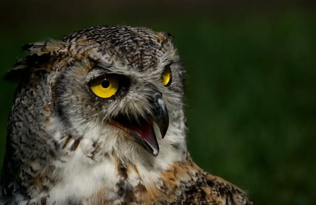 uhu owl