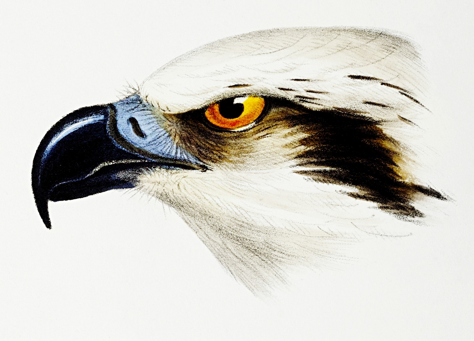 Detailed illustration of an Osprey's head, highlighting its sharp beak and intense yellow eye.