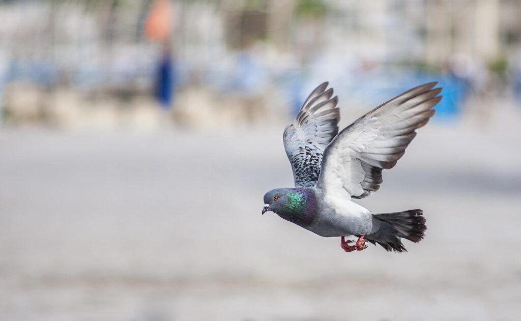 PIGEON