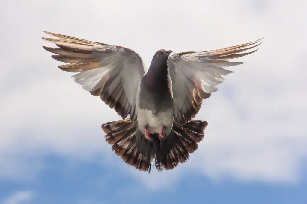 PIGEON FLYING