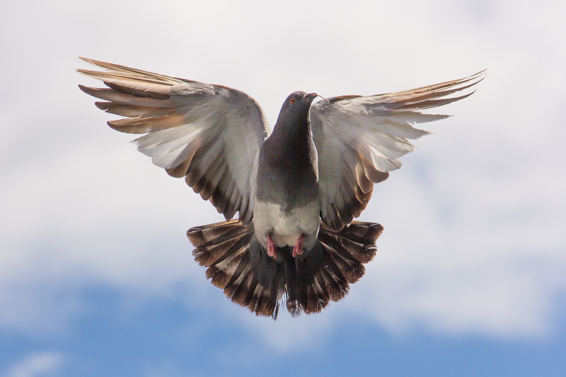 Pigeon flying with wings spread against a cloudy sky.
