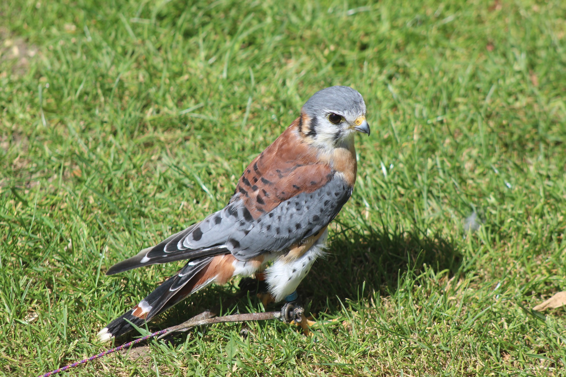 American Kestrel standing in grass. The bird has orange and grey plumage.