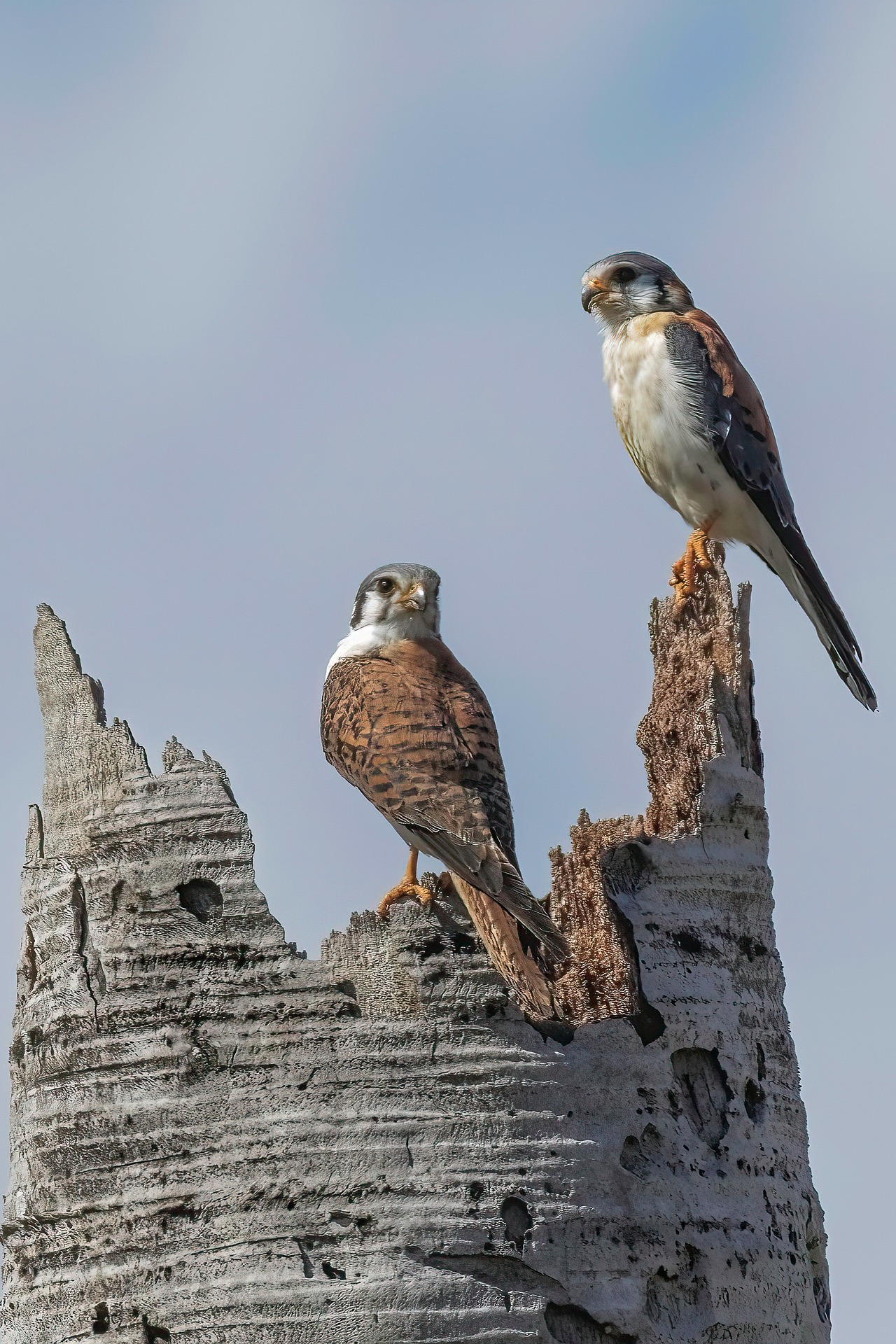 How To Train An American Kestrel - Falconry Advice