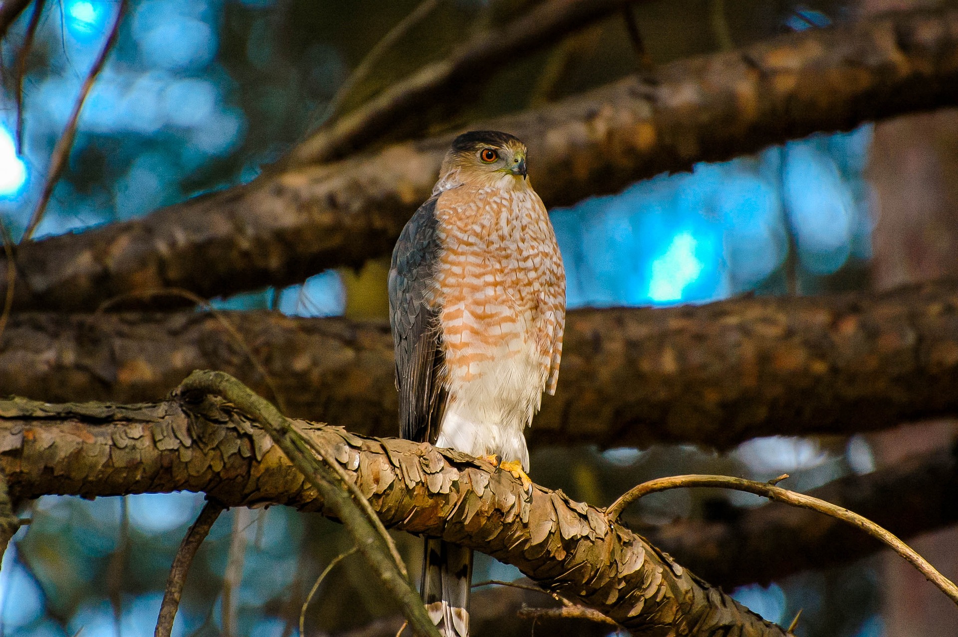 coopers hawk on tree branch