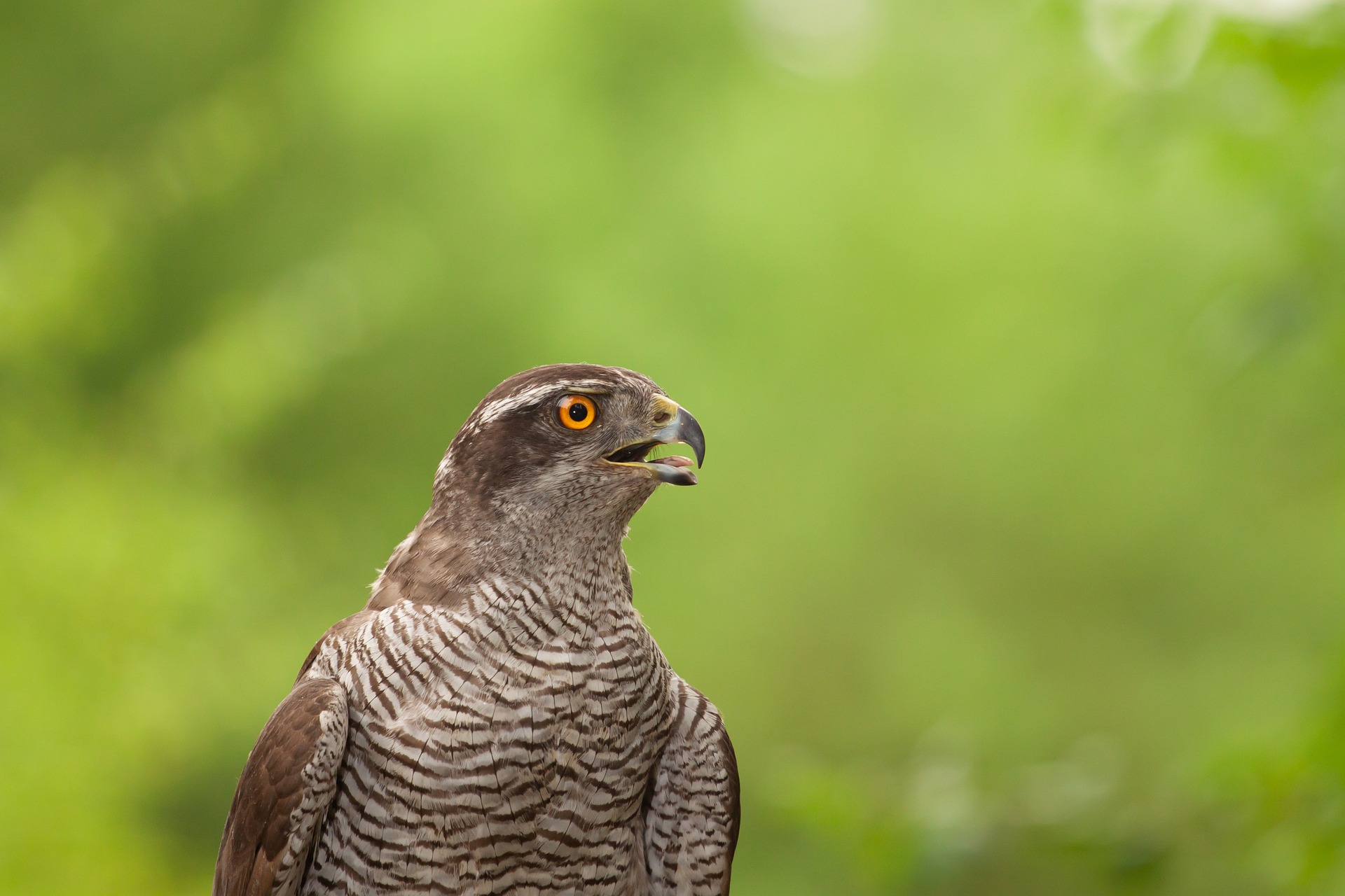 what-does-a-goshawk-eat-falconry-advice