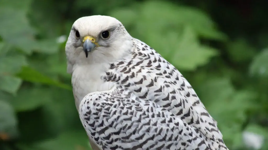 gyrfalcon perched on tree