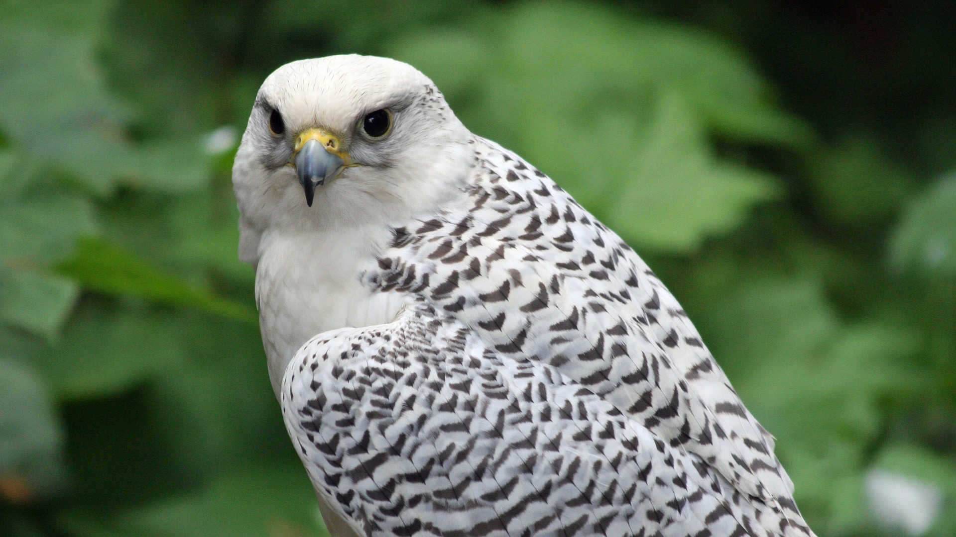 Creance Training Guide for Gyrfalcons - Falconry Advice