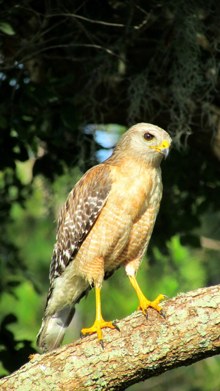 How do you tell if a red-shouldered hawk is male or female? - Falconry ...