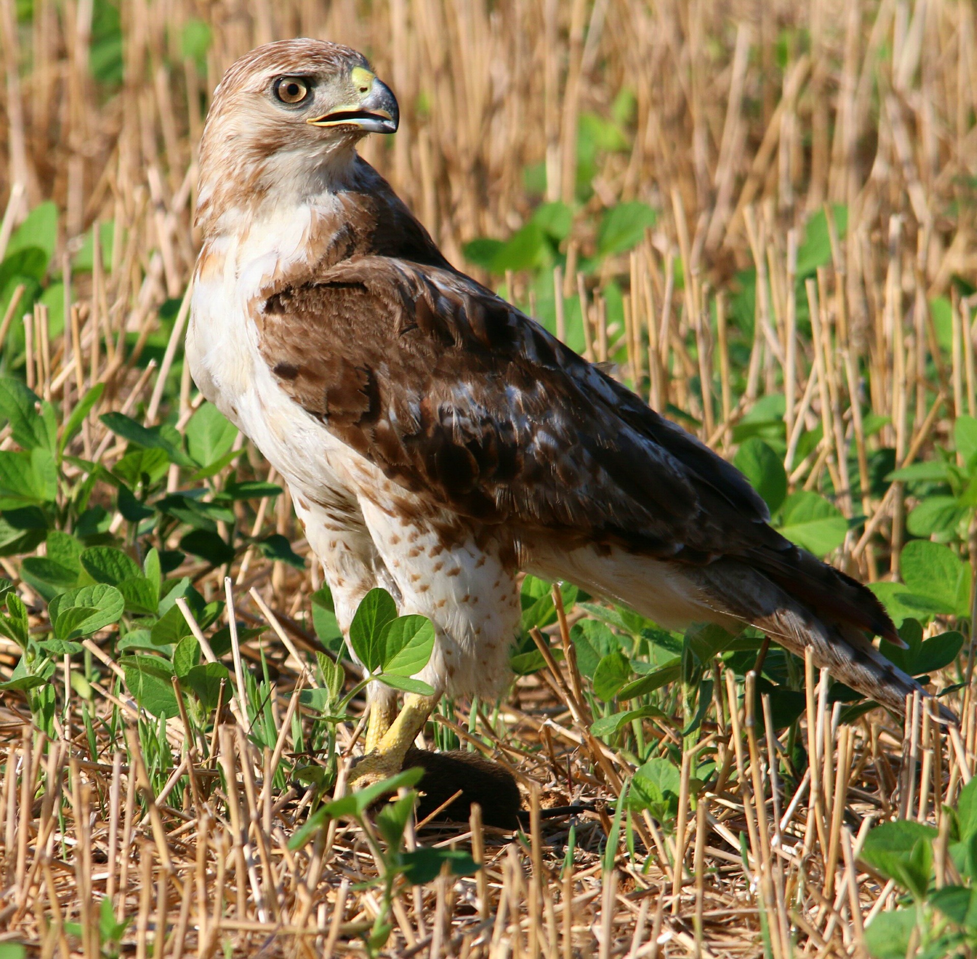 Red-tailed hawk standing alert in a harvested field with some green foliage.