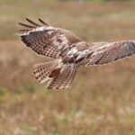 red-tail-hawk flying