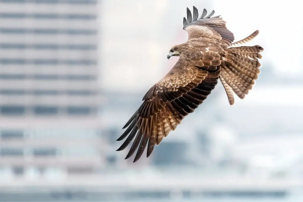 Bird of prey flying