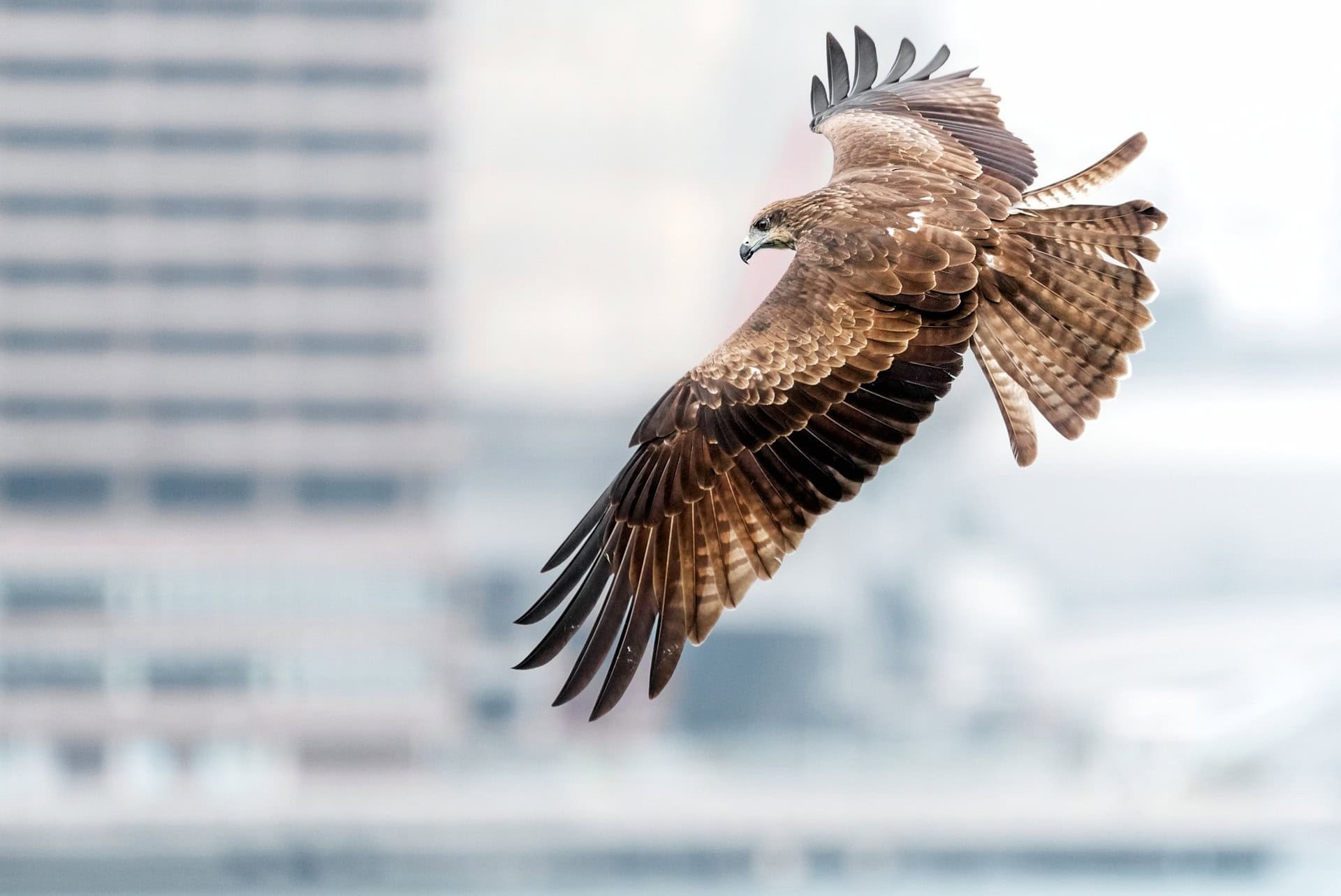 Bird of prey flying